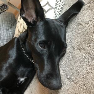 Meet your Posher, Holly